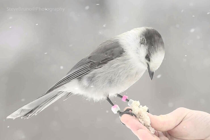 Banded Canada Jay sitting on a person's finger.