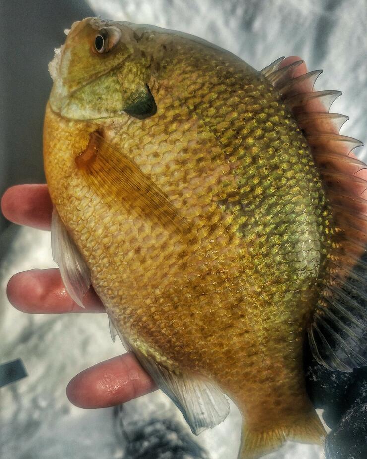 FIRST ICE Bluegills AnglingBuzz