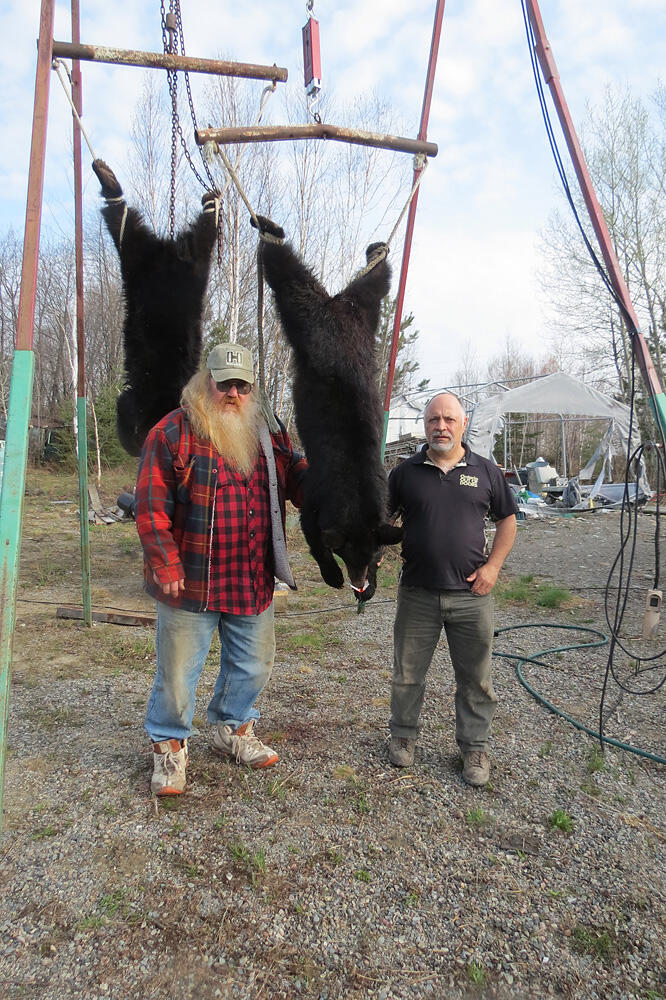 harvested black bear