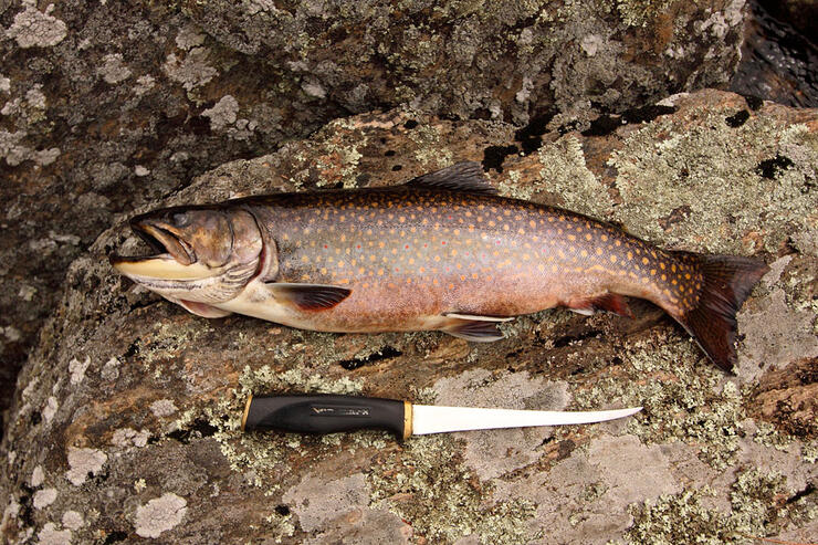 Get tips on how to catch brook trout in Algonquin Park