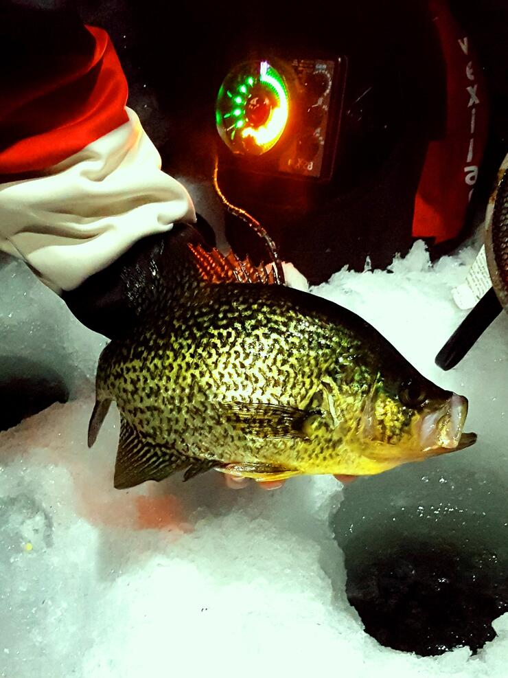 Easy Pickin's for Northern Ontario Panfish