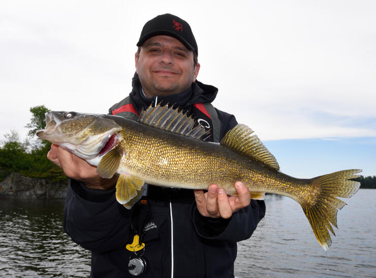 ontario walleye