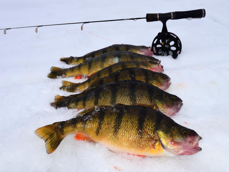 Jumbo Perch Ice Fishing Tips: Spring Bobber 