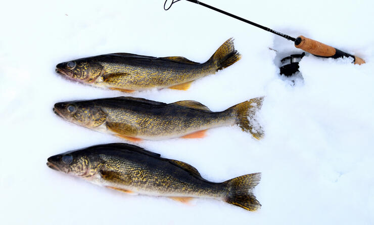 Ice Fishing Tips For Walleye