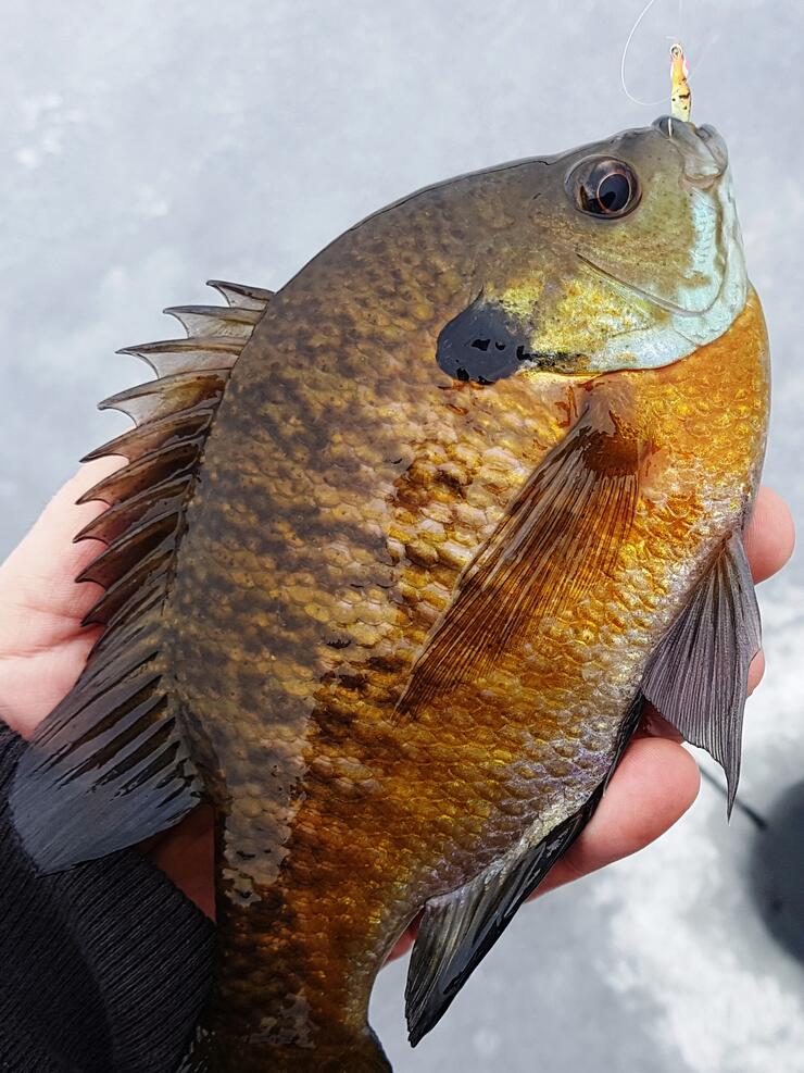 How to Catch Big Bluegill on Crappie Nibbles - Beginner Level