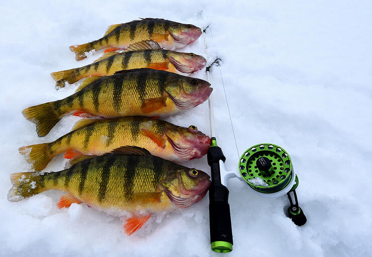 Rigged for Ice Fishing Success