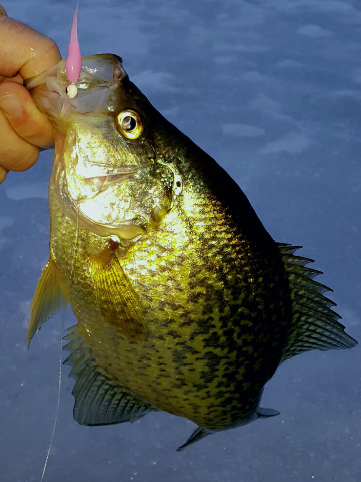 Black Crappie - Fishing Toronto