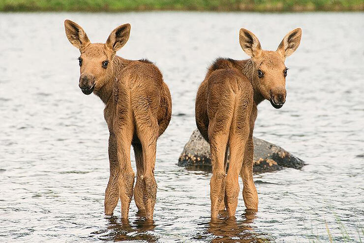 What is a baby deals moose called