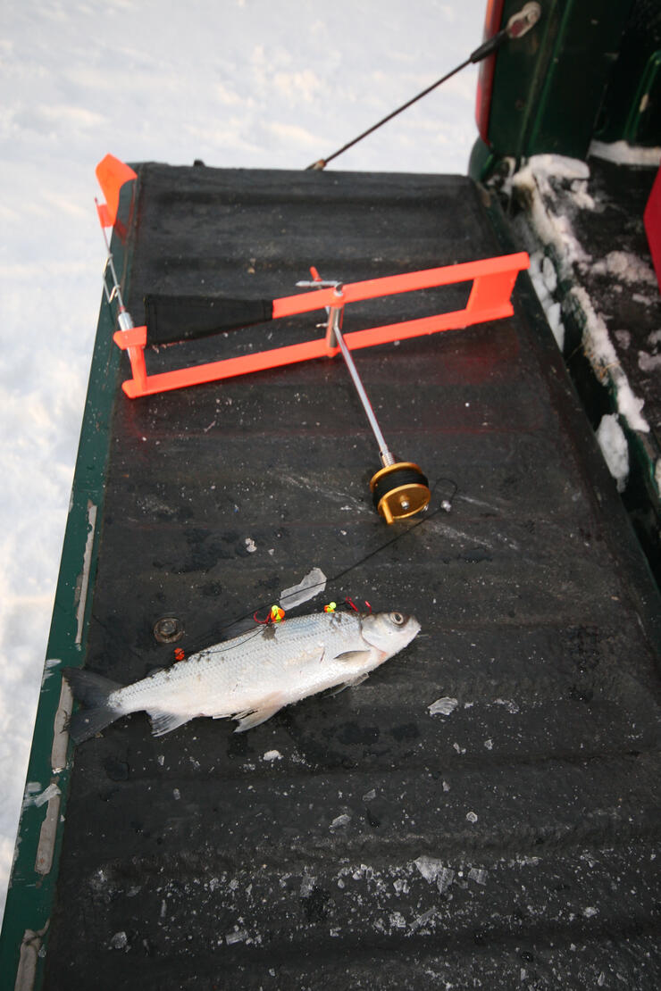 How to Ice Fish with Tip-Ups