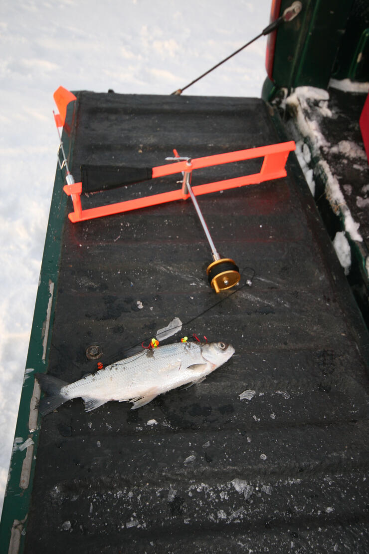 How to Set Up a Tip-Up for Ice Fishing 