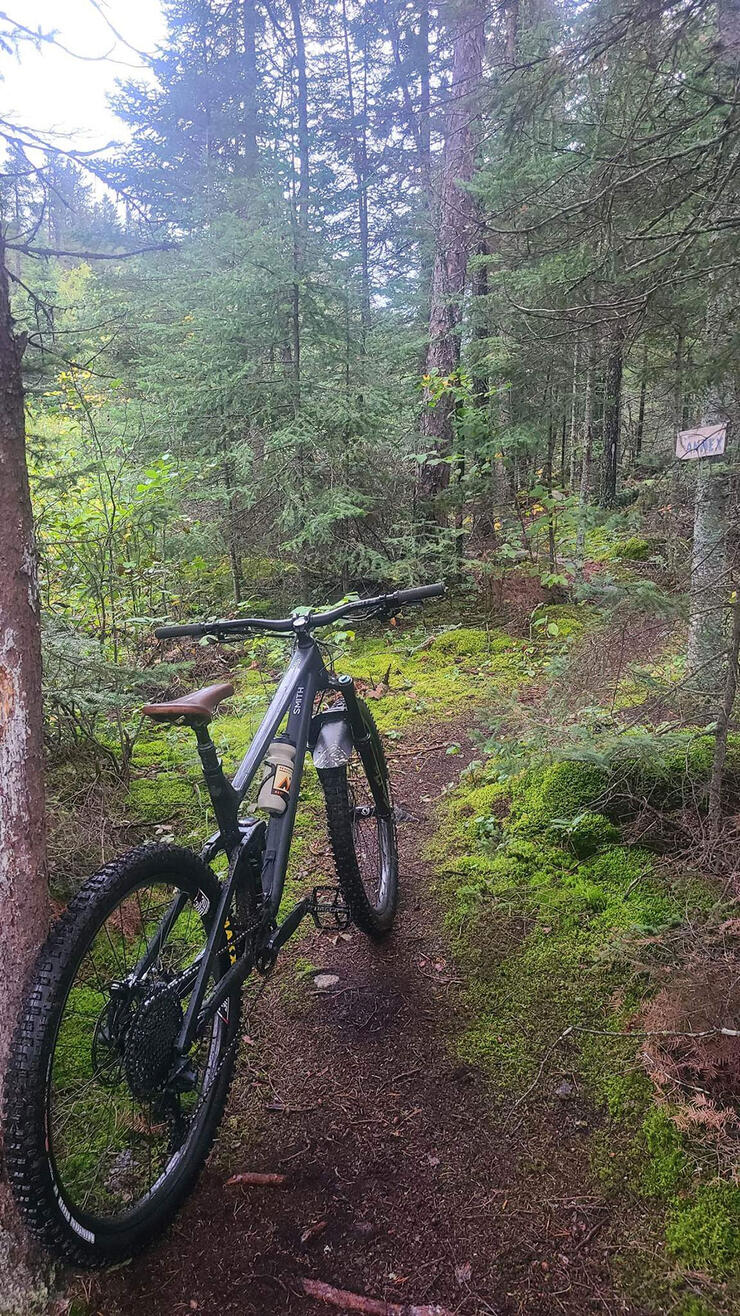 mountain bike leans against tree on scenic forested path