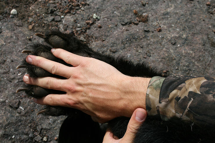 Bear PAw