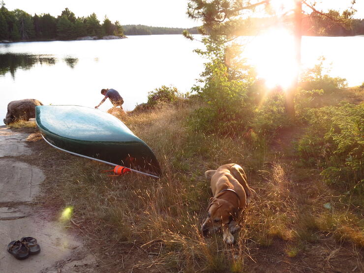 Dog resting beside canoe during early evening.
