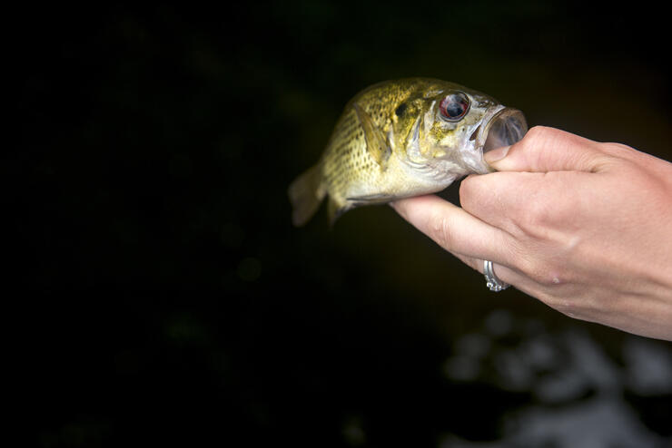 ontario rock bass