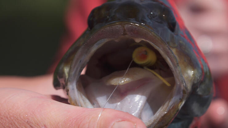 Smallmouth Mouth with Fly