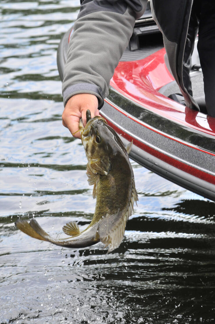 Fishing Like a Pro: How to Land the Big One