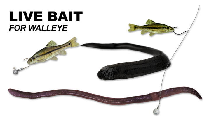 live bait for walleye