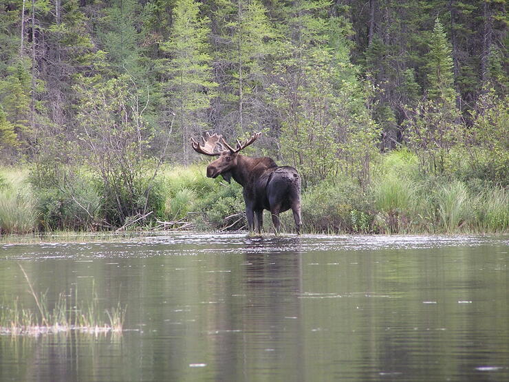 Moose hunting near Armstrong, Ontario