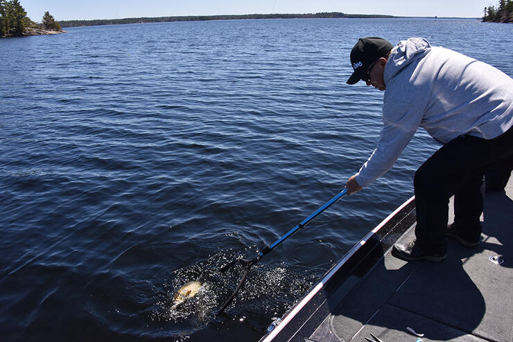 Using a Cradle Net for Lake Trout 