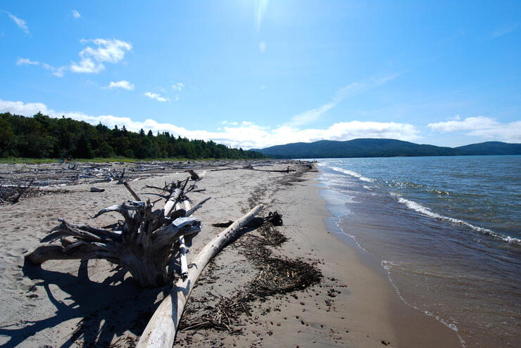 Driftwood scattered along a long beach 