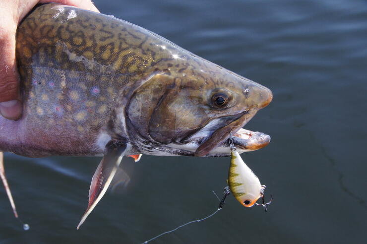 shorts Using Rattle Baits for Big Lake Trout Ice Fishing 2023 