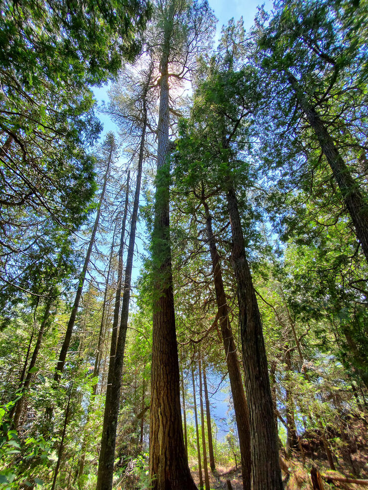 orphan-lake-trail-6