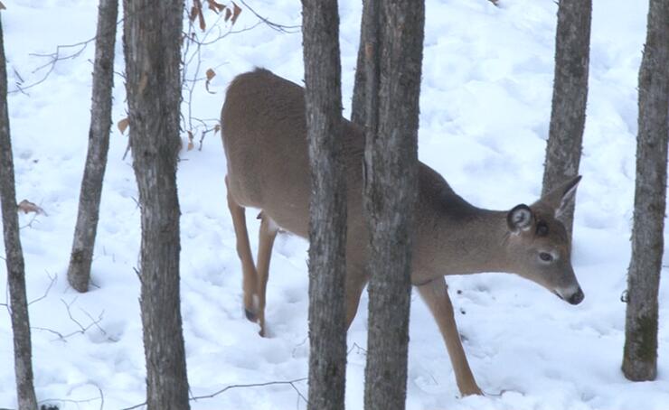 Shed Buck