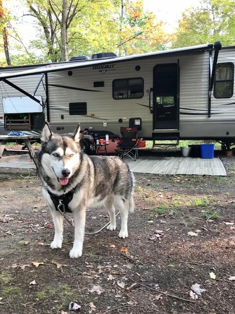 Husky standing outside of trailer.