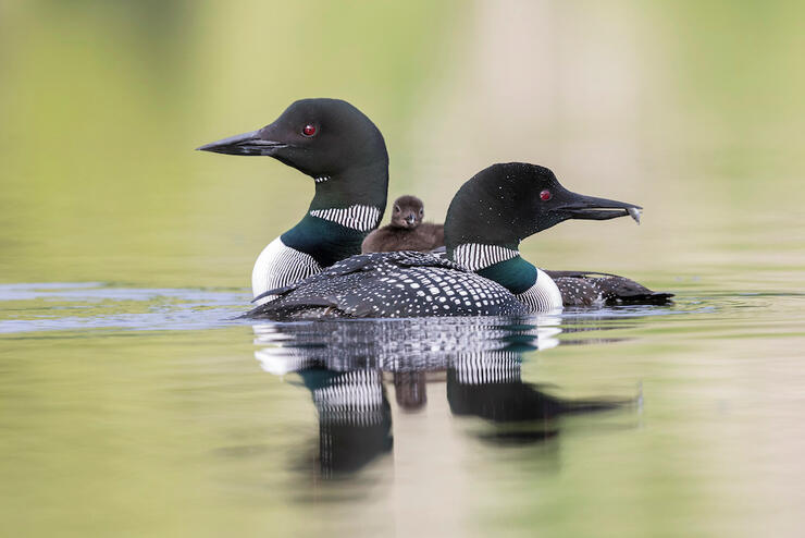 2 loons in the water feeding a loon chick sitting on one adult