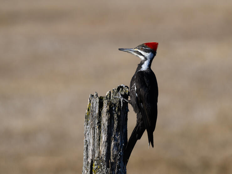 Pileated Woodpecker on the side of an old tree