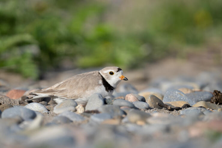 Piping Plover sitting on a rocky ground