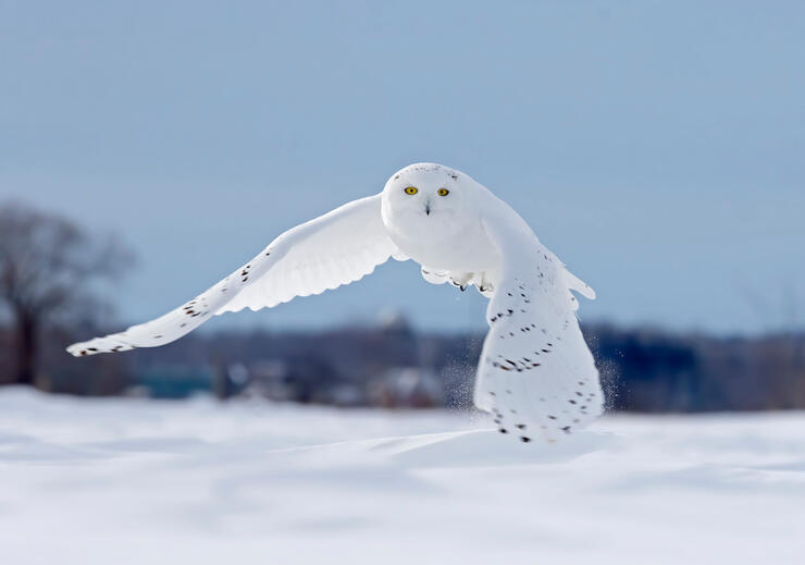 Snowy Owl flying over a snow covered ground