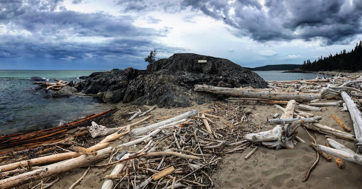 Driftwood washed up on sandy beach.