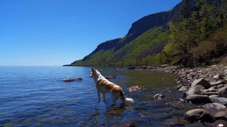 Dog standing in the water with cliff behind along one of the backpacking trails in Ontario