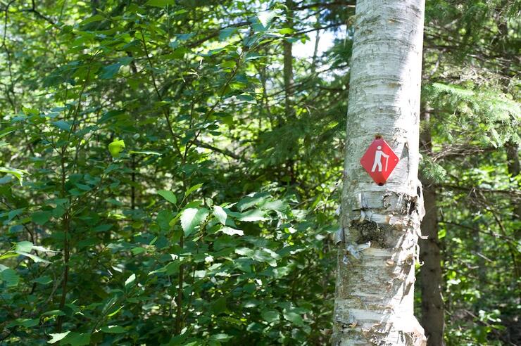 Red trail marker on a birch tree.