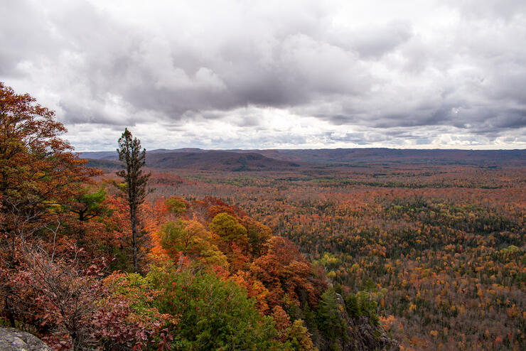 Lookout over colourful forest