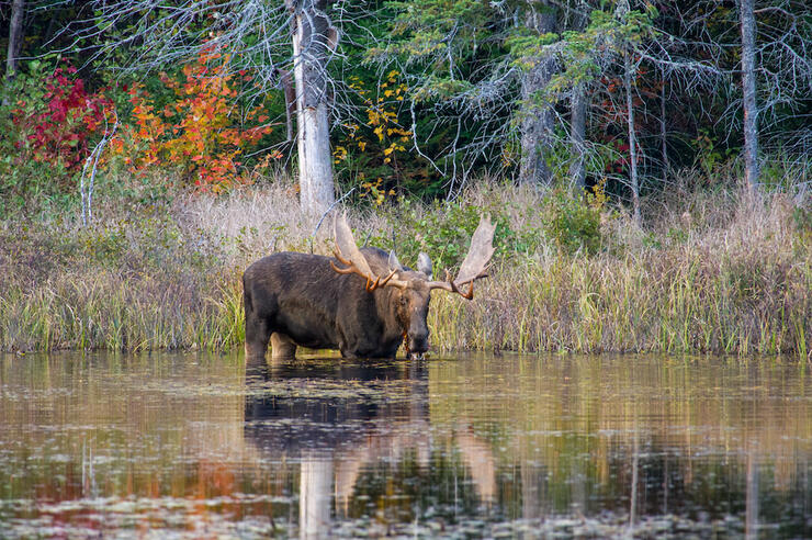 Moose wading in water with fall colours in trees on shore