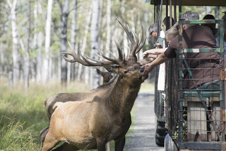 People feed deer from trailer.