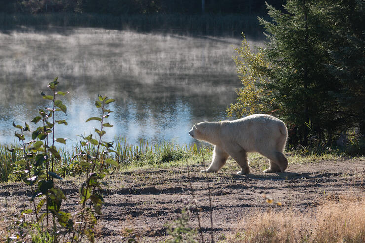 Polar bear walks across a field beside some water
