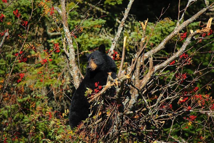 Black bear in a tree with berries