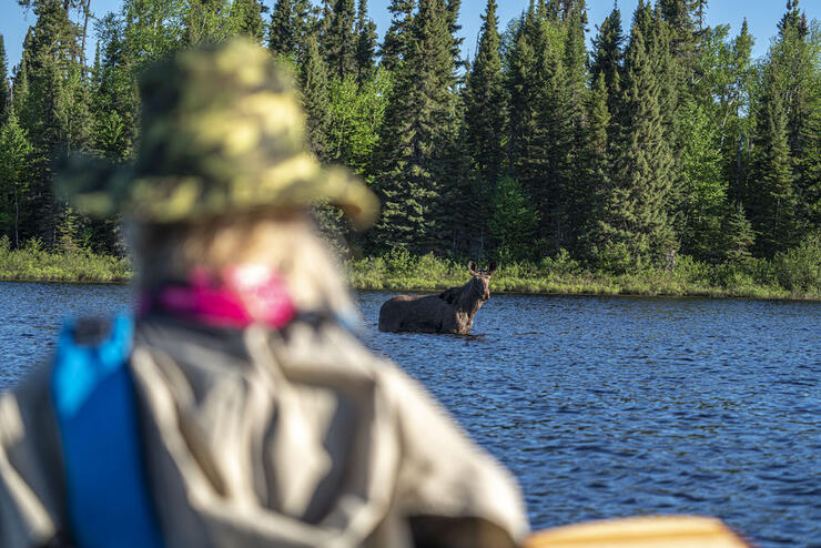 Moose crossing the river by a person in a canoe