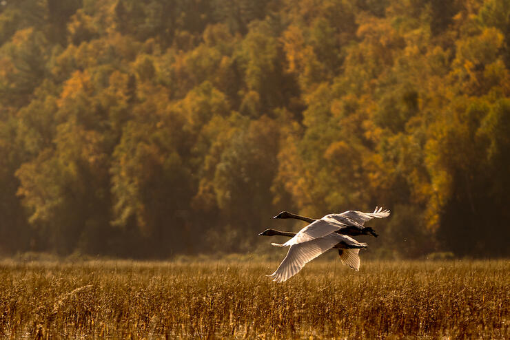 Two swans fly over autumn landscape