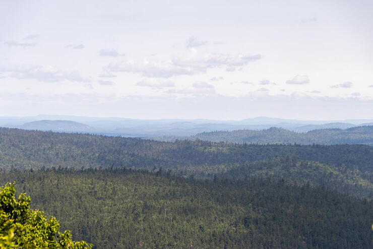 View of tree-covered hills