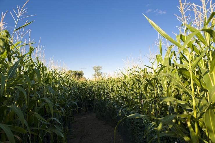 Corn maze with blue sky