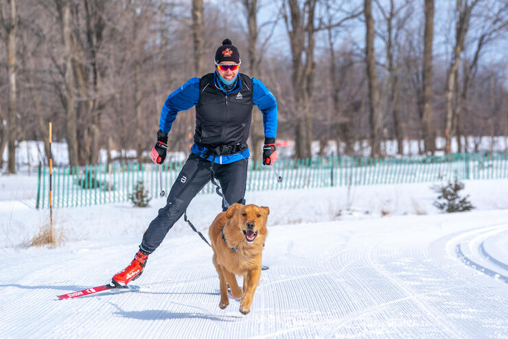 Dog pulling cross-country skier