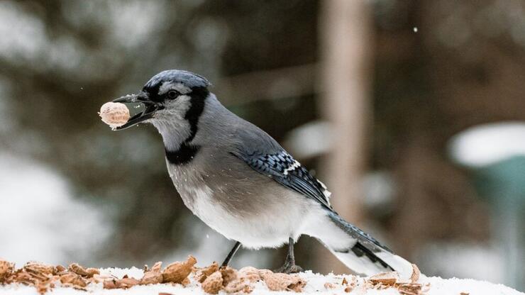 A bird forages for nuts in the snow