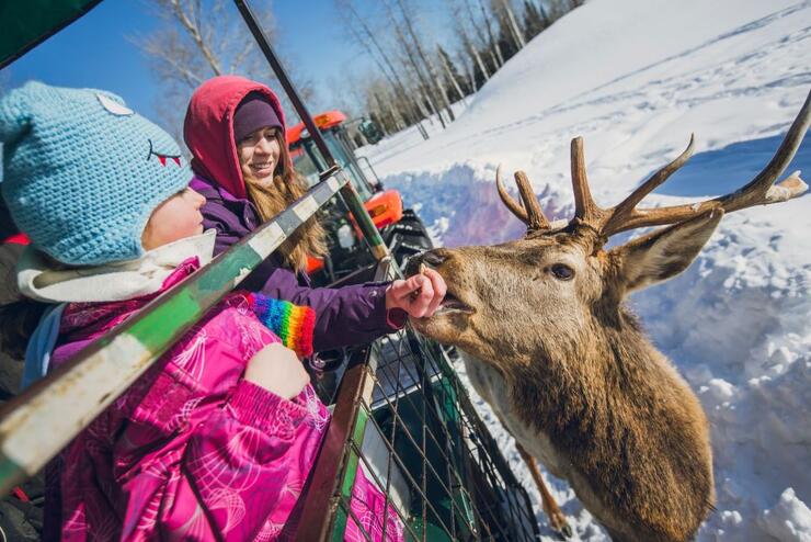 A child feeds one of the local wildlife at Cedar Meadows Resort