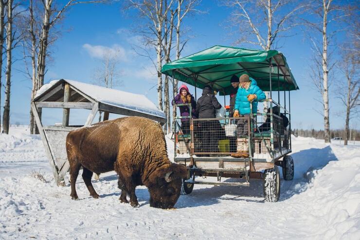 People watch from a winterized wagon as a bison sniffs the ground