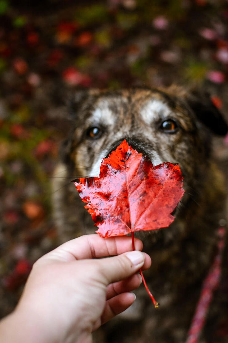 dog sniffs a red maple leaf held by a person's hand in fall