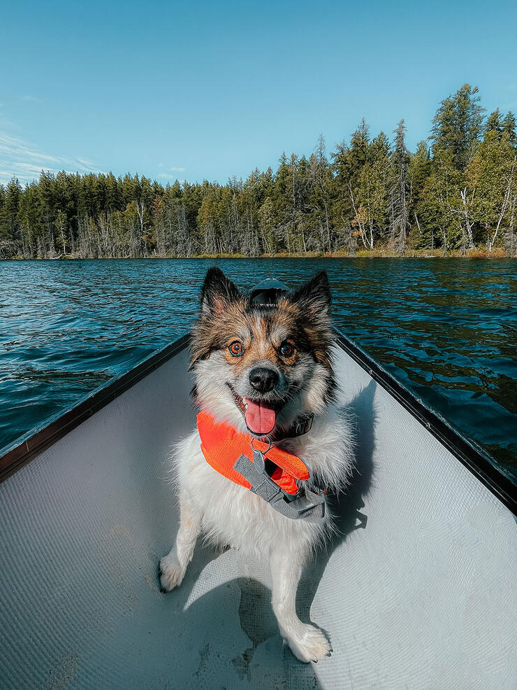happy small dog sits in the bow of a canoe on an Ontario lake